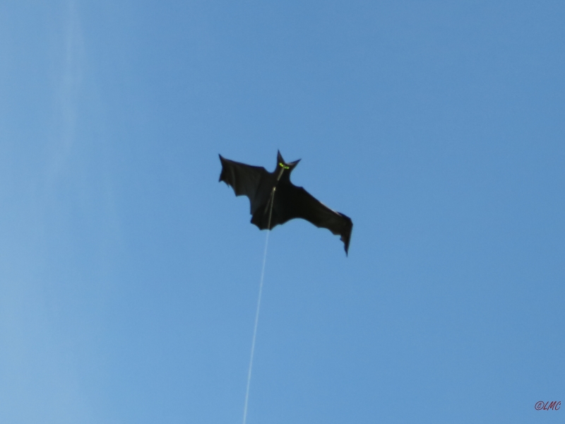 Flapping_Bat_002
