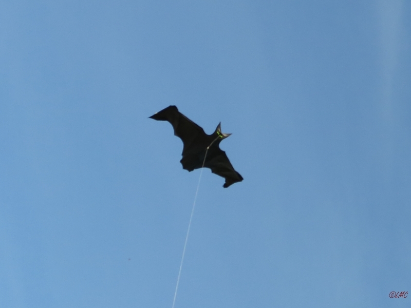 Flapping_Bat_003