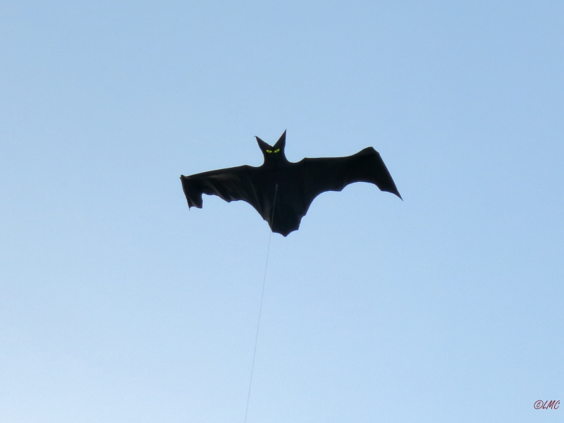 Flapping_Bat_005