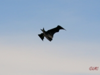 Flapping_Bat_001
