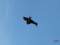Flapping_Bat_002