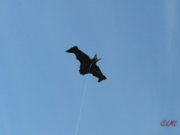 Flapping_Bat_003