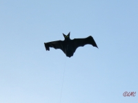 Flapping_Bat_005