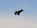 Flapping_Bat_001