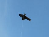 Flapping_Bat_002