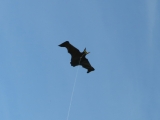Flapping_Bat_003