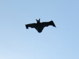 Flapping_Bat_005