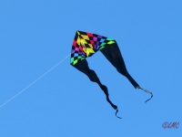 Jumbo Delta Rainbow