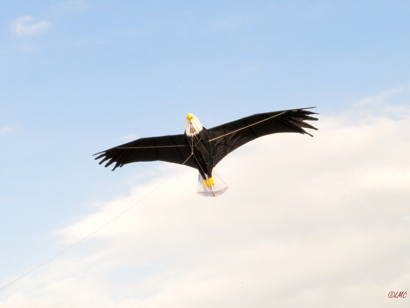 Giant Bald Eagle