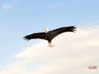 Giant Bald Eagle
