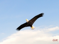 Giant Bald Eagle
