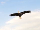 Giant Bald Eagle