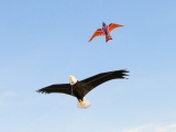 Giant Bald Eagle