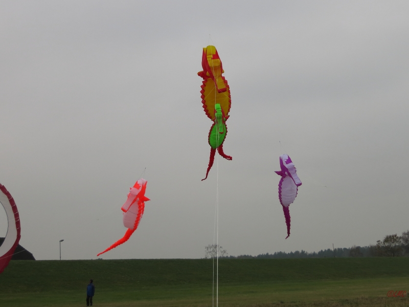 Artlenburg_2014_11_29_002