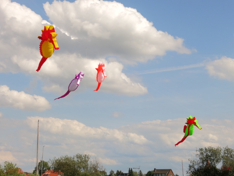 Seepferdchen Artlenburg