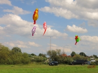 Seepferdchen Artlenburg