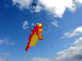 seepferdchen_fanoe_004