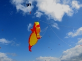seepferdchen_fanoe_005