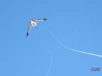 Long_Dart_Magnum_004