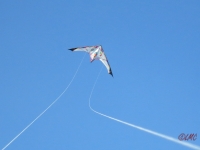 Long_Dart_Magnum_005