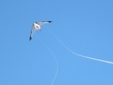 Long_Dart_Magnum_004