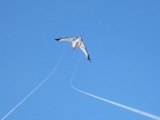 Long_Dart_Magnum_005