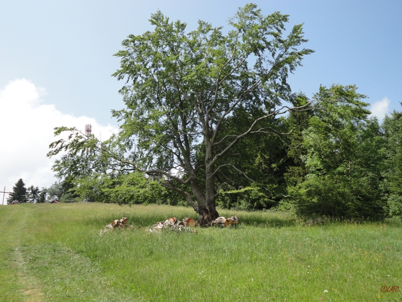 Rhoen_2011_047