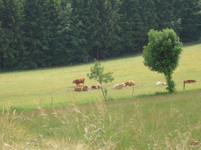 Rhoen_2011_079