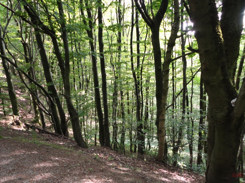 Rhoen_2011_179