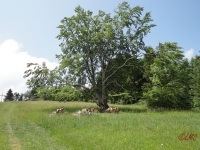 Rhoen_2011_047