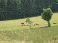 Rhoen_2011_079