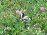 Rhoen_2011_080