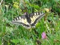 Rhoen_2011_083