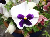Rhoen_2011_003