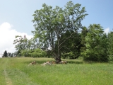 Rhoen_2011_047