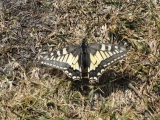 Rhoen_2011_048
