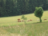 Rhoen_2011_079