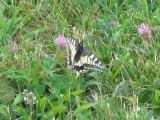 Rhoen_2011_080