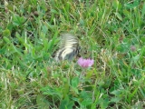 Rhoen_2011_081