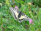 Rhoen_2011_082