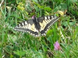 Rhoen_2011_083