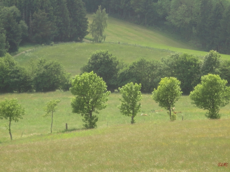 Rhoen_2012_060